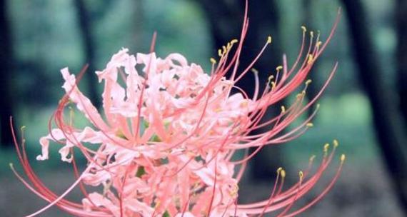探寻彼岸花之美——来自韩国的国花（韩国国花彼岸花的历史与传承）
