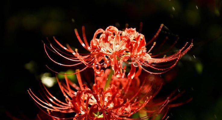 彼岸花的生长方式与特性（彼岸花的生长方式与特性）