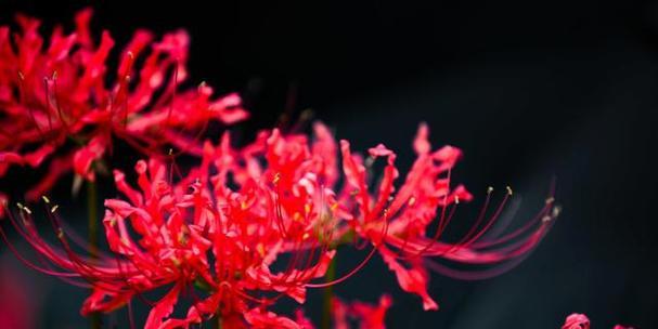 缤纷彼岸花的花语（揭秘彼岸花每种颜色的意义）