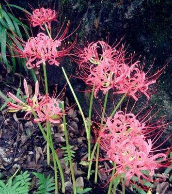 浅谈彼岸花为何不开花（探究彼岸花开花困境的原因及解决方法）