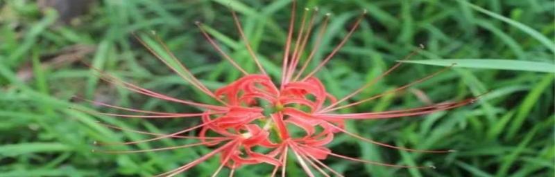 探究彼岸花的象征意义（彼岸花的寓意和文化内涵）