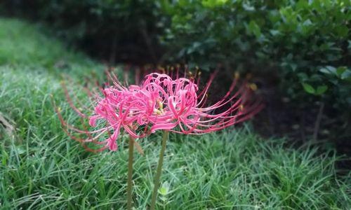 探究彼岸花叶子的毒性（别看花儿美）