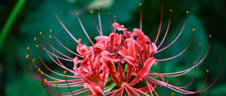 彼岸花的生长特点（一年开两次花）