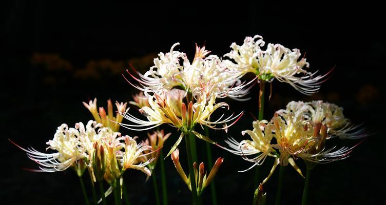 彼岸花的生长特点（一年开两次花）
