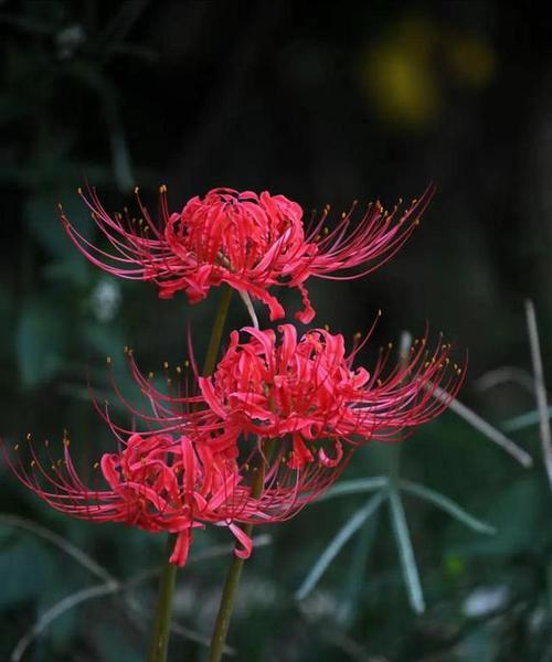 彼岸花——缤纷多彩的花海（彼岸花的主要颜色与含义）