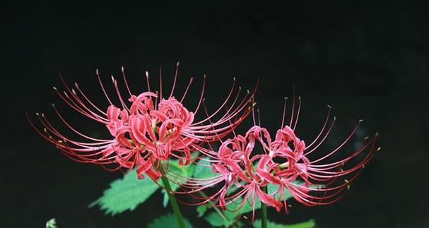 彼岸花——缤纷多彩的花海（彼岸花的主要颜色与含义）