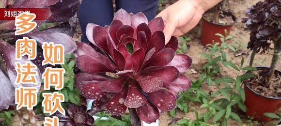 如何养护彼岸花开花更多（彼岸花的养护技巧与方法）