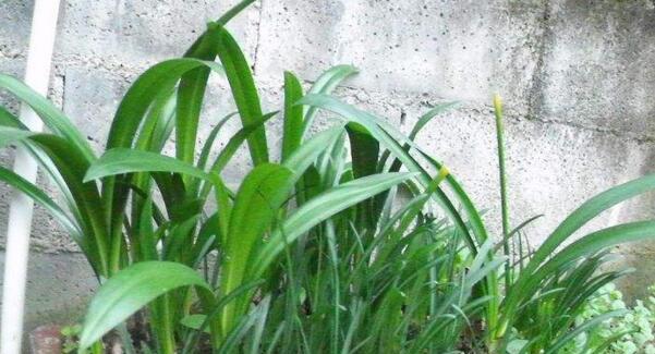 如何正确种植和护理彼岸花（彼岸花的种植方法与注意事项）