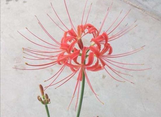 如何正确种植和护理彼岸花（彼岸花的种植方法与注意事项）