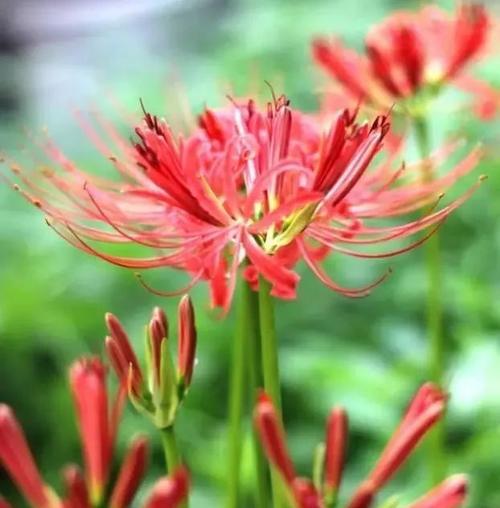 探秘彼岸花的美丽奥秘（花开花落）