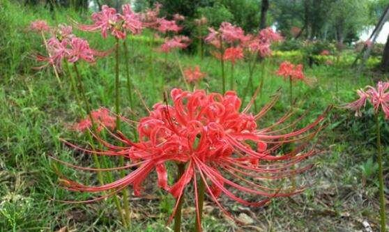 揭秘彼岸花的生长之地（彼岸花的生长环境与分布情况）