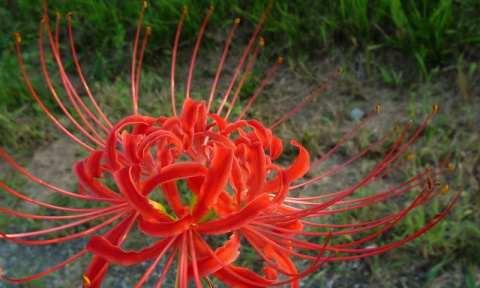 彼岸花种植与生长全指南（从选种到盛花）