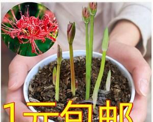 彼岸花种植与生长全指南（从选种到盛花）
