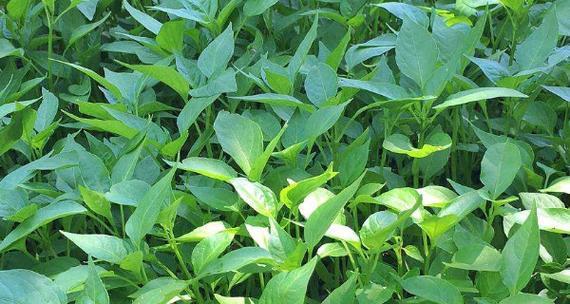 蓖麻子底肥的施用方法和肥料选择（选对肥料）