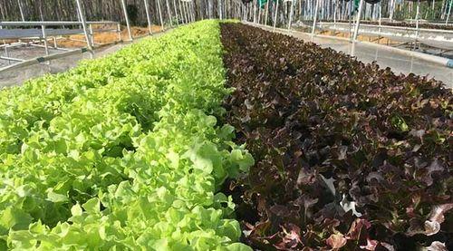 蓖麻子底肥的施用方法和肥料选择（选对肥料）