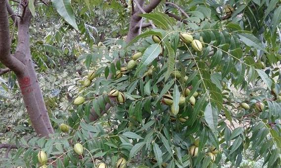 碧根果种植与气候要求（如何选择种植地点和适宜的气候条件）