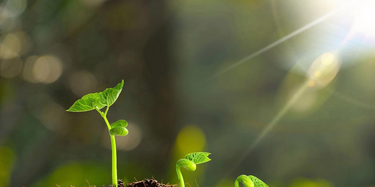 阳光向上的植物——自然的力量（以希望之花盛开）