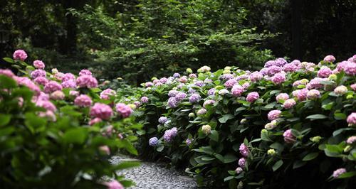 绣球花的花语及象征（绣球花的寓意和美丽意象）