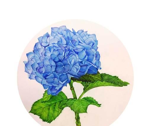 绣球花的花语及象征（绣球花的寓意和美丽意象）
