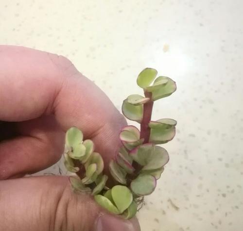 以雅乐之舞，探索花语之美（揭示花语的神秘面纱）