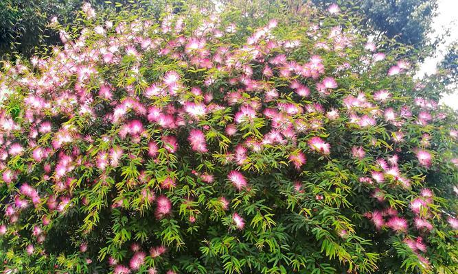 夜合花的花语和传说（探索夜合花的神秘与美丽）