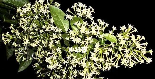 以夜来香的花语与传说（香气四溢的花朵）