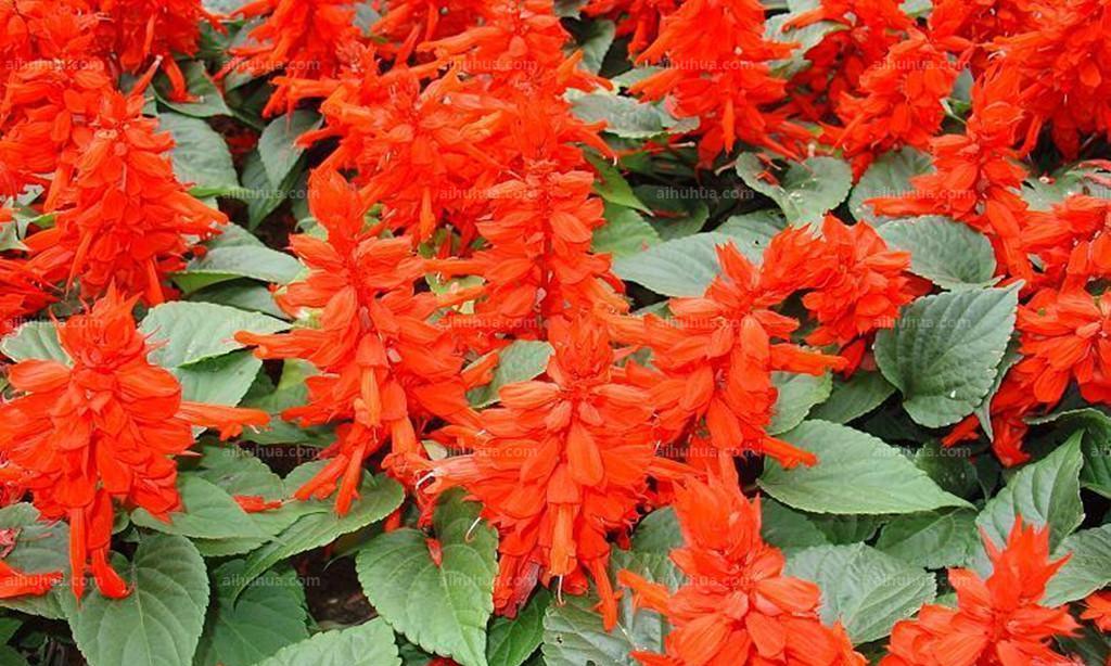 追寻红花之谜——揭秘一串红花的花语与开花季节（神秘的红花）