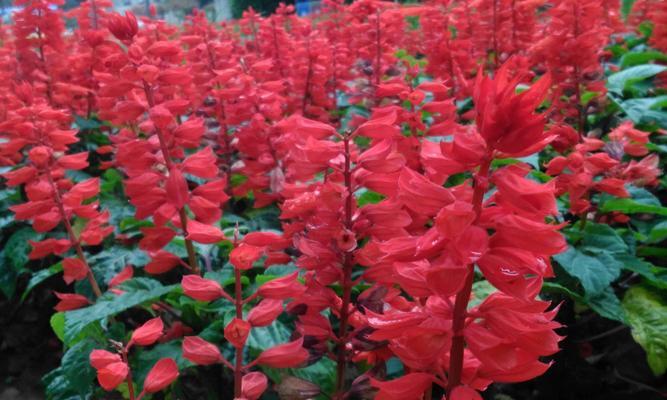 追寻红花之谜——揭秘一串红花的花语与开花季节（神秘的红花）