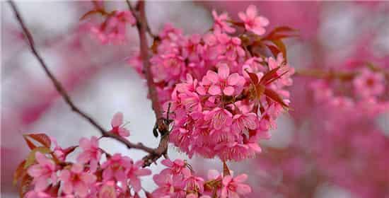 樱花花语（樱花花语的代表意义与传承）