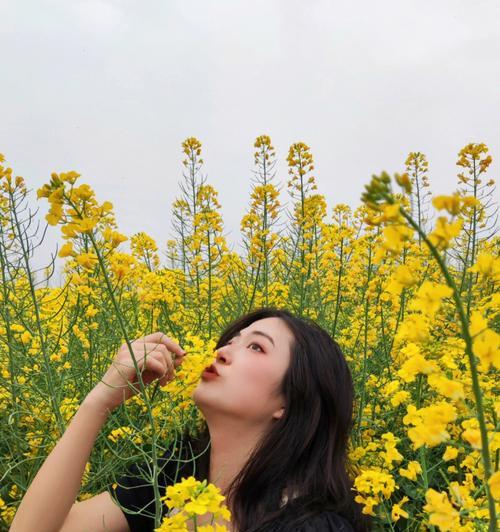 油菜花的花语与传说（揭开油菜花的花语之谜及其美丽传说）