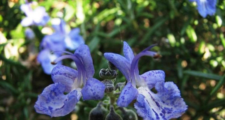 榆树的花语与传说——静默中的力量（传承千年的神秘符号）