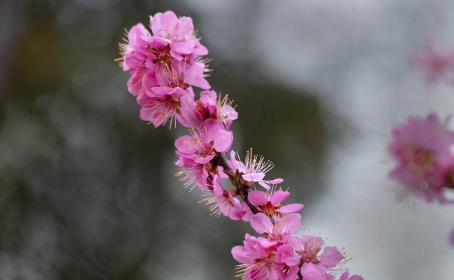 以榆叶梅的花语及作用（唤醒勇敢的心灵）