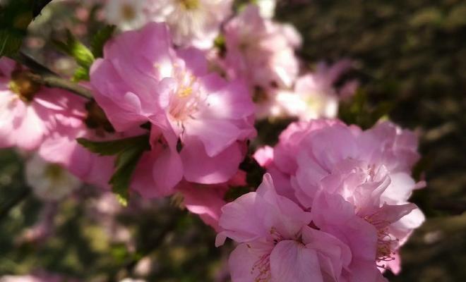 以榆叶梅的花语及作用（唤醒勇敢的心灵）