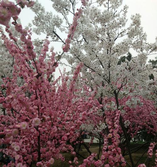 以榆叶梅的花语及作用（唤醒勇敢的心灵）