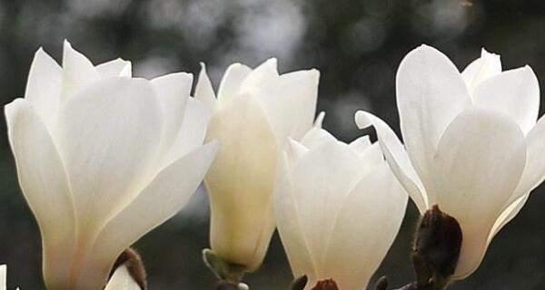玉兰花——永恒之美（探寻玉兰花的象征意义及其传承）