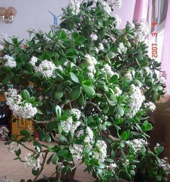 玉树开花（揭示玉树开花背后的寓意和象征）