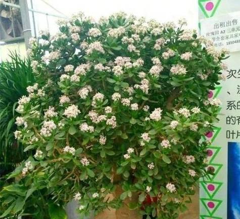 玉树开花（揭示玉树开花背后的寓意和象征）