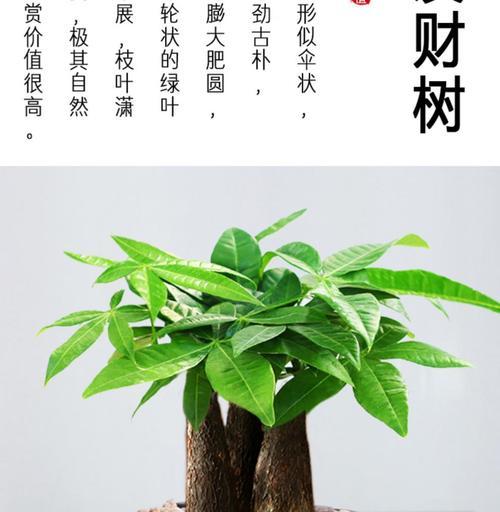 寓意美好的盆景树，给生活带来的启示（探索自然中的智慧和福祉）