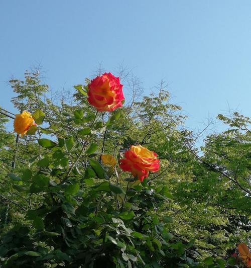 月季春化的意义与方法（探索月季春化的关键步骤与技巧）