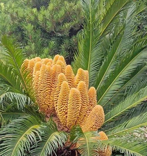 让铁树开花的奇迹（探索铁树开花的方法与意义）