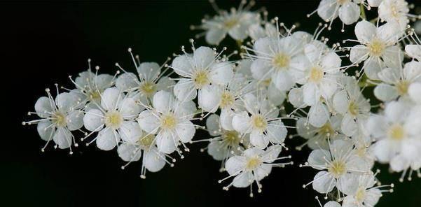 珍珠梅的花语及其寓意（珍珠梅的花语解读及与情感的关联）