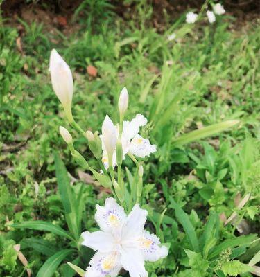 竹子花语与其代表的意义（探寻竹子花语的魅力与深意）