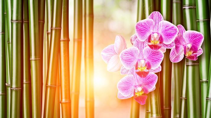 竹子开花的原因及寓意（探寻竹子开花的奥秘）