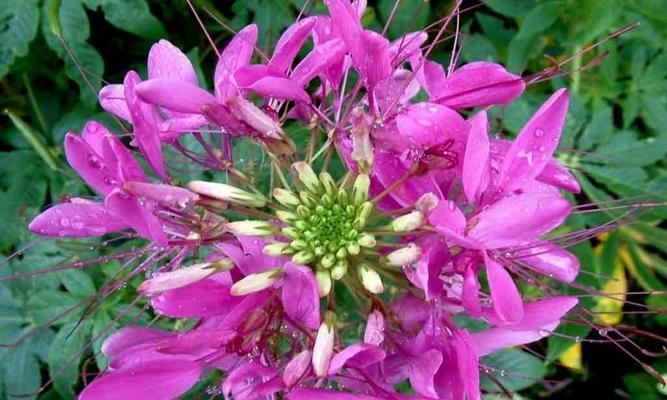 醉蝶花（花开时）