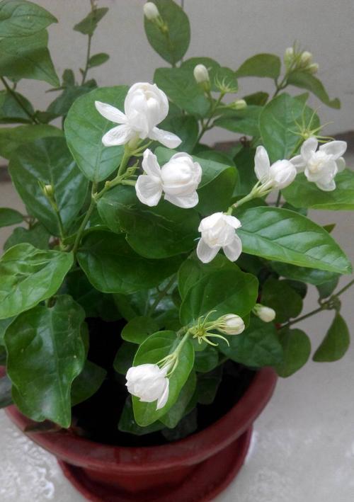 茉莉花（美丽的茉莉花）