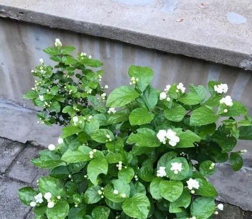 茉莉花（美丽的茉莉花）