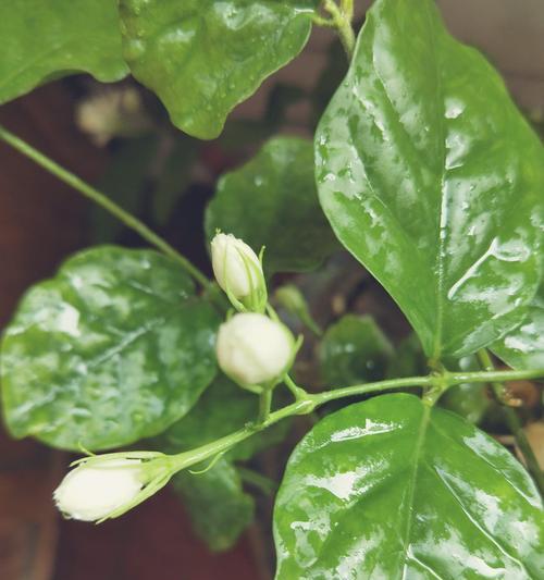 茉莉花（美丽的茉莉花）
