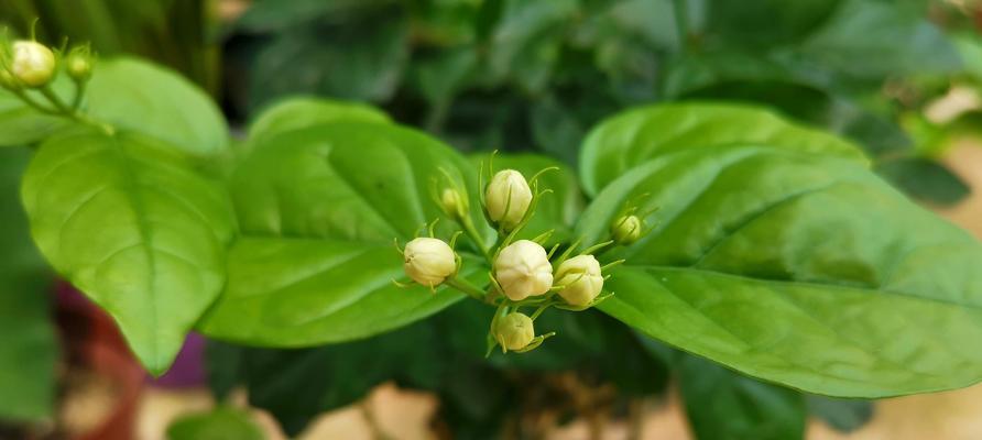 茉莉花（揭示茉莉花所代表的深层意义和文化内涵）
