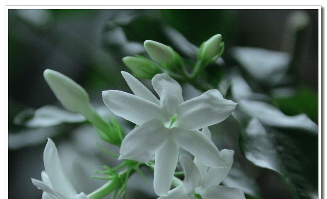 茉莉花的花语与馈赠（茉莉花的象征意义与送花禁忌）