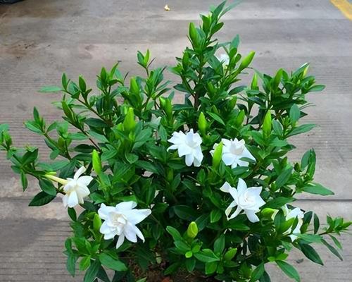 栀子花的意义与象征（传承千年的花语）